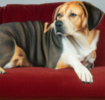 Sofaschutz für den Hund – Ein Kaufratgeber