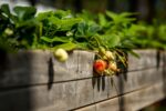 Hochbeete für den Balkon – Maximale Nutzung kleiner Flächen